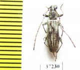 Cerambycidae sp.  South Africa Rep. - INSECTS-STORE.RU