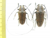Zographus regalis, pair  Zambia - INSECTS-STORE.RU