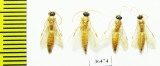 Tiphiidae sp.  Tajikistan - INSECTS-STORE.RU