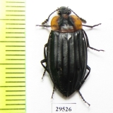 Silphidae sp.  Panama - INSECTS-STORE.RU