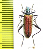 Tenebrionidae sp.  Laos - INSECTS-STORE.RU