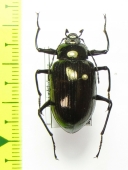 Tenebrionidae sp.  Malaysia, Borneo - INSECTS-STORE.RU