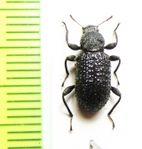 Hexarhopalus merkli  Malaysia - INSECTS-STORE.RU
