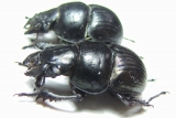 Lethrus nikolajevi, pair  Tajikistan - INSECTS-STORE.RU