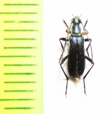 Grammoptera molybdica  USA - INSECTS-STORE.RU