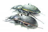 Carabus (Megodontus) vietinghoffi leptoglyptus, pair  Russia, Sakhalin isl. - INSECTS-STORE.RU