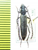 Osphranteria coerulescens, female  Iran, Kerman prov. - INSECTS-STORE.RU