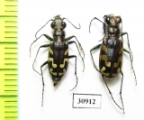 Cicindela fulgida, pair  USA - INSECTS-STORE.RU