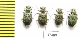 Elaphrus sp.  Russia, Tver reg. - INSECTS-STORE.RU