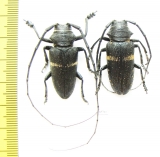Zographus aulicus, pair  Zambia - INSECTS-STORE.RU