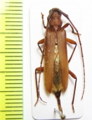 Parauxesis machadoi  Cote d'Ivoire - INSECTS-STORE.RU