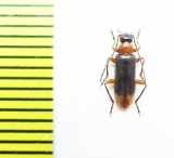 Pedilus rubricollis  Kazakhstan - INSECTS-STORE.RU