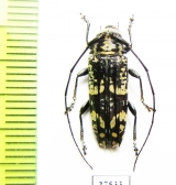 Falsotmesisternus zygoceroides  Solomon isl. - INSECTS-STORE.RU