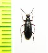 Tenebrionidae sp.  Malaysia, Borneo - INSECTS-STORE.RU