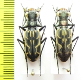 Hipparidium heros, pair  Indonesia, Sulawesi - INSECTS-STORE.RU