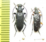 Stictoleptura scutellata, S.sp.  Russia/Kazakhstan - INSECTS-STORE.RU