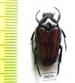 Ixorida castanea, Indonesia, Sulawesi - INSECTS-STORE.RU