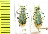 Cylindera inscripta  Russia, Astrakhan reg. - INSECTS-STORE.RU