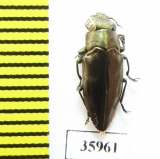 Buprestidae sp.  Tanzania - INSECTS-STORE.RU