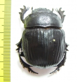 Heliocopris sp.  Congo - INSECTS-STORE.RU