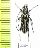 Scitugloglaucytes salomonum  Solomon isl. - INSECTS-STORE.RU