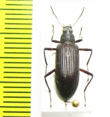 Tenebrionidae sp.  Malaysia - INSECTS-STORE.RU