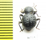 Malaysphena sp.  Malaysia, Borneo - INSECTS-STORE.RU