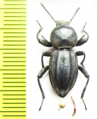 Scaurus striatus  Spain - INSECTS-STORE.RU