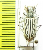 Cicindela albina  India, Assam - INSECTS-STORE.RU