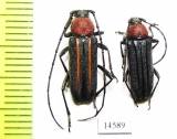 Mannophorus laetus, pair  USA - INSECTS-STORE.RU