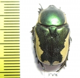 Protaetia trojana ssp.now.  Iran, Fars prov. - INSECTS-STORE.RU