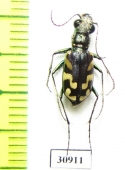 Cicindela fulgida  USA - INSECTS-STORE.RU