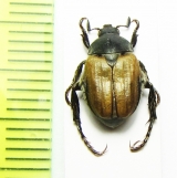 Anisoplia deserticola  Russia, Astrakhan reg. - INSECTS-STORE.RU