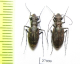 Cicindelinae sp.  Malawi - INSECTS-STORE.RU