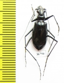 Oxycheila sp.  Ecuador - INSECTS-STORE.RU