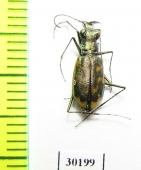 Cicindela nevadica  USA - INSECTS-STORE.RU