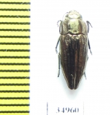 Sphenoptera sculpticollis  Armenia - INSECTS-STORE.RU