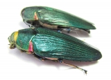Colobogaster resplendens, pair  Peru - INSECTS-STORE.RU