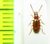 Duvalius ruthenus trisetifer  Romania - INSECTS-STORE.RU