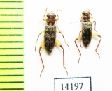 Cleridae sp. Indonesia, Sumatra - INSECTS-STORE.RU