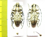 Cerambycidae sp.  Congo - INSECTS-STORE.RU