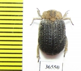 Trogidae sp.  Namibia - INSECTS-STORE.RU