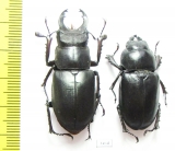 Lucanus ibericus, pair  Russia, Stavropol reg. 46mm - INSECTS-STORE.RU