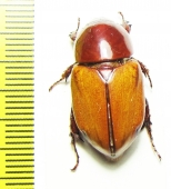 Cyclocephala sp.  Peru - INSECTS-STORE.RU