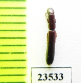 Zopheridae sp.  Peru - INSECTS-STORE.RU