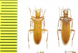 Oedemeridae sp.  Malaysia - INSECTS-STORE.RU