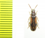 Polypria cruxrufa  USA - INSECTS-STORE.RU