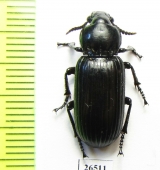 Carabidae sp.  Angola - INSECTS-STORE.RU