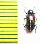 Tenebrionidae sp.  Malaysia, Borneo - INSECTS-STORE.RU