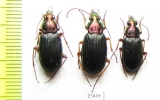 Carabidae sp.  South Africa Rep. - INSECTS-STORE.RU